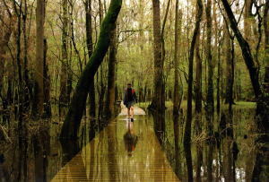 Coolest National Parks Congaree