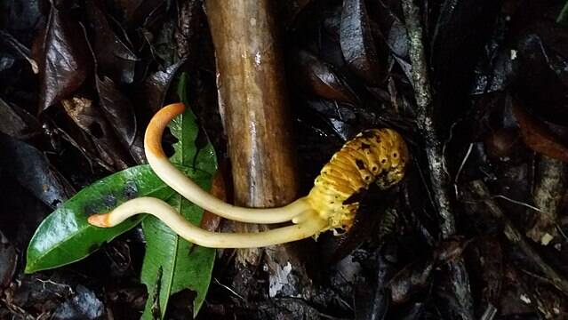 Cordyceps Bursting From A Caterpillar