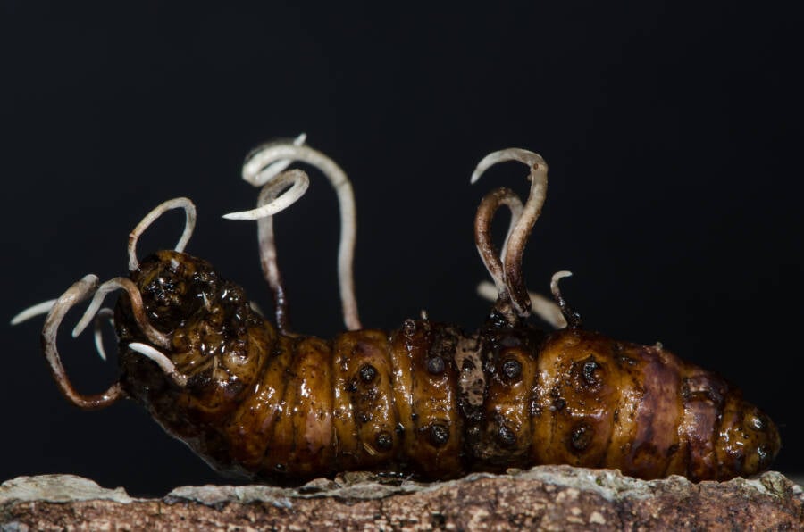 Cordyceps Growing From Beetle Larva
