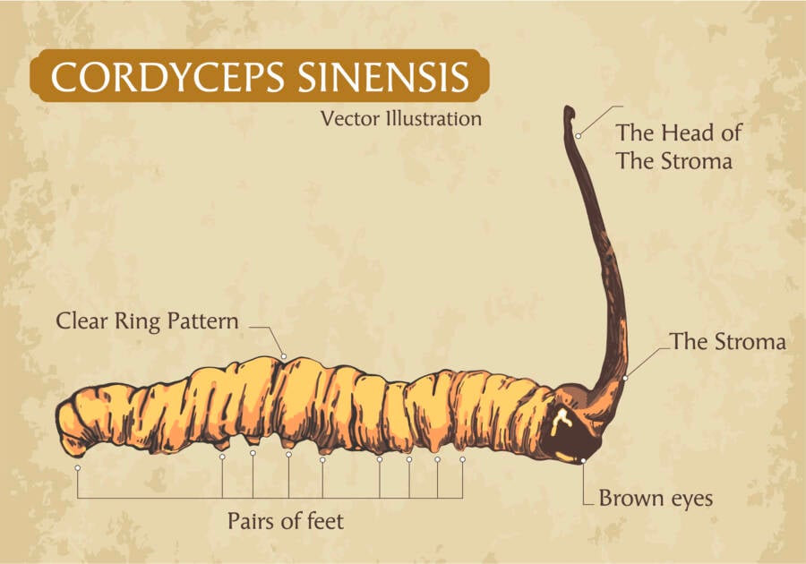 Cordyceps Sinensis Diagram