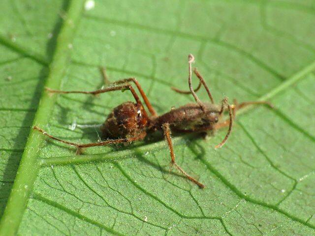 Cordyceps Fungus Sprouting From Ant