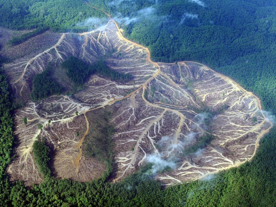 Disappearing Amazon Deforestation