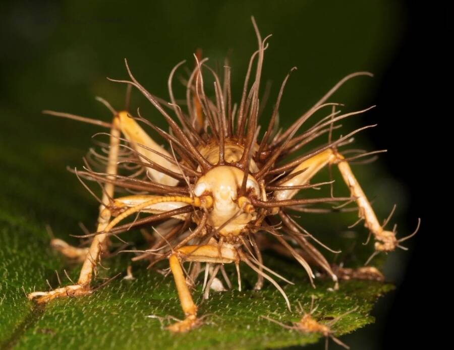 Cordyceps, The Parasitic Fungus That Makes Insects Grow Horns