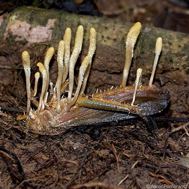 Grasshopper With Cordyceps Laying In Dirt
