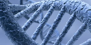 Human Neanderthal Relations Gene Sequence
