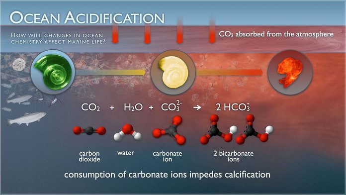 Climate Change Affects Calcification Of Sea Life