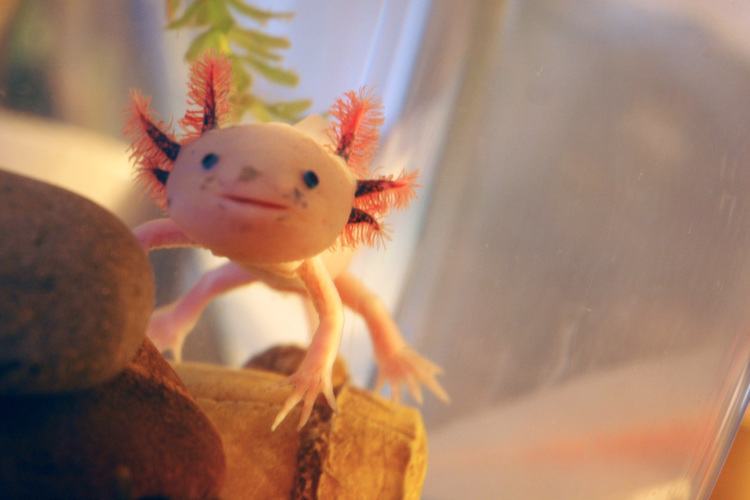 Axolotl