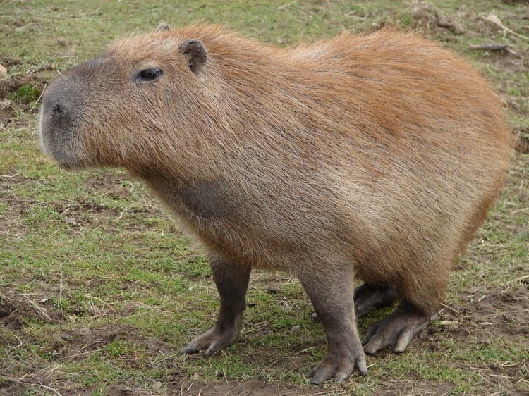 Pet Capybara