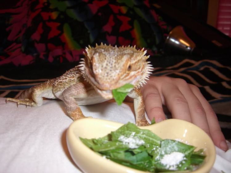 Bearded Dragon Eating