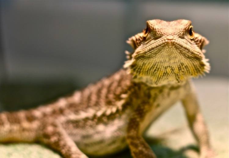 Bearded Dragons