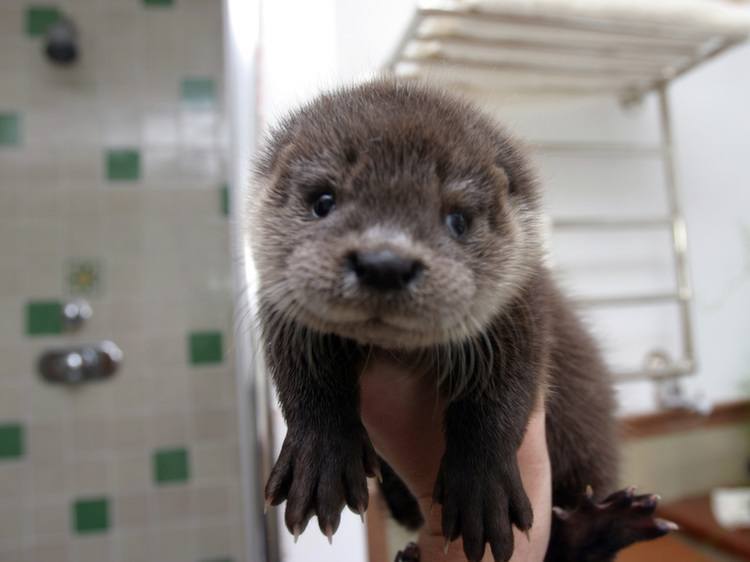 Weird Pets Otters