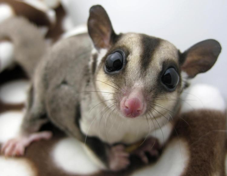 Sugar Glider Sleeping