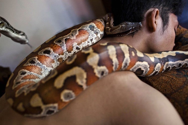 Strange Spa Treatments Snake Massage