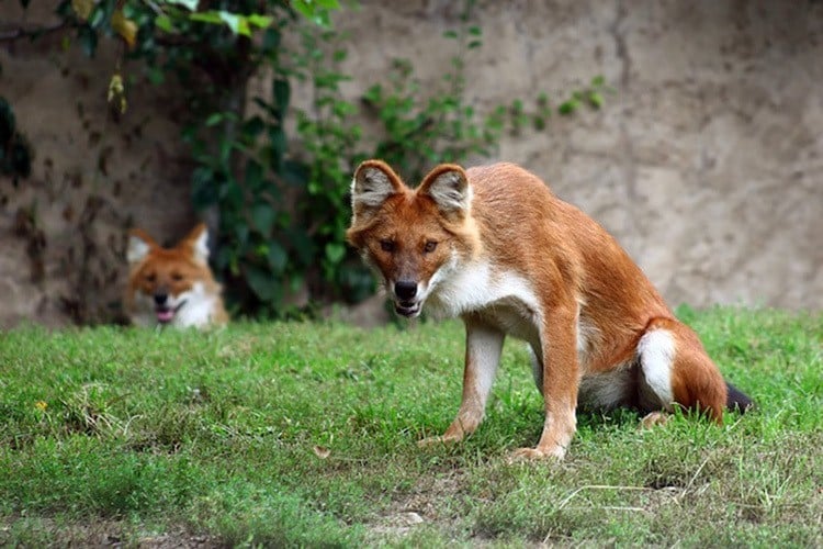 The Most Interesting Animals On Earth Dhole