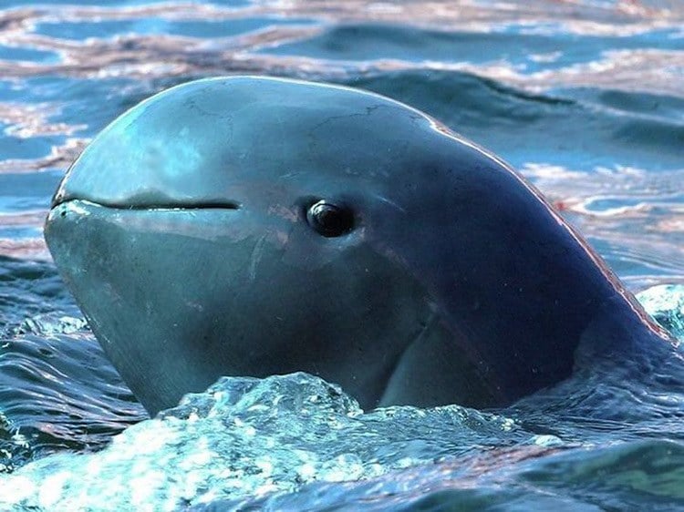 Irrawaddy Dolphin