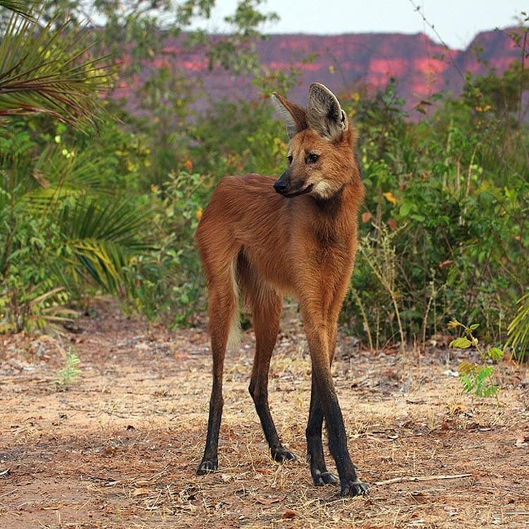 Maned Wolf