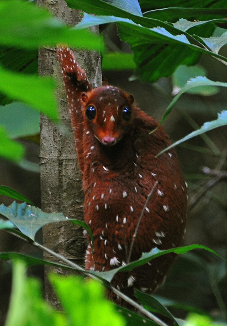 The Most Interesting Animals Sunda Colugo