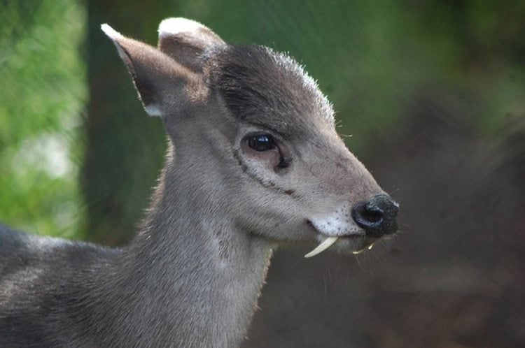 Interesting Animals Tufted Deer