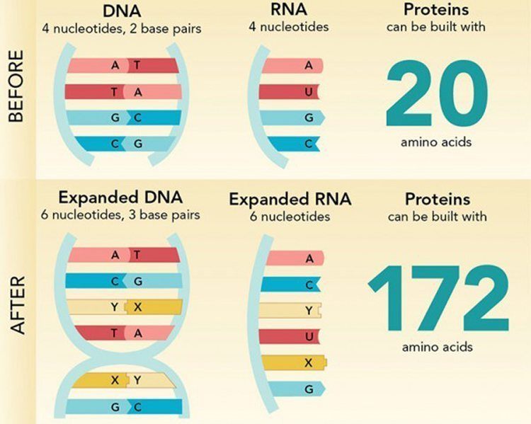 2014 Discoveries Expanded DNA Alphabet
