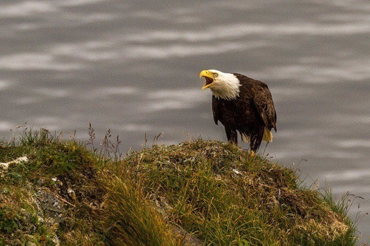 Bald Eagle In Alaska