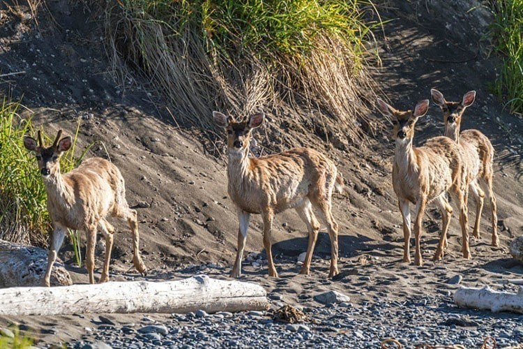 Sitka Deer