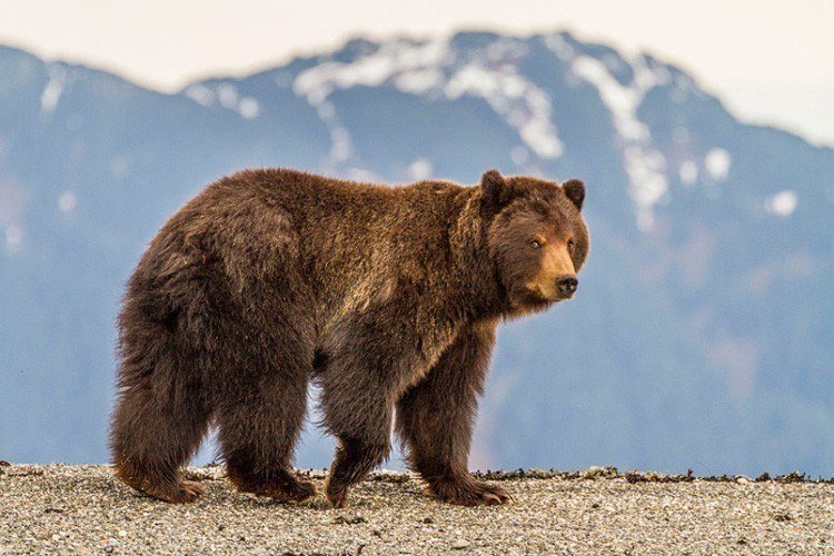 Brown Bear In Alaska Picture