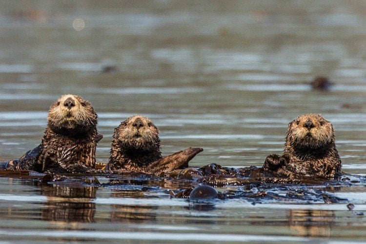 Otters In Alaska