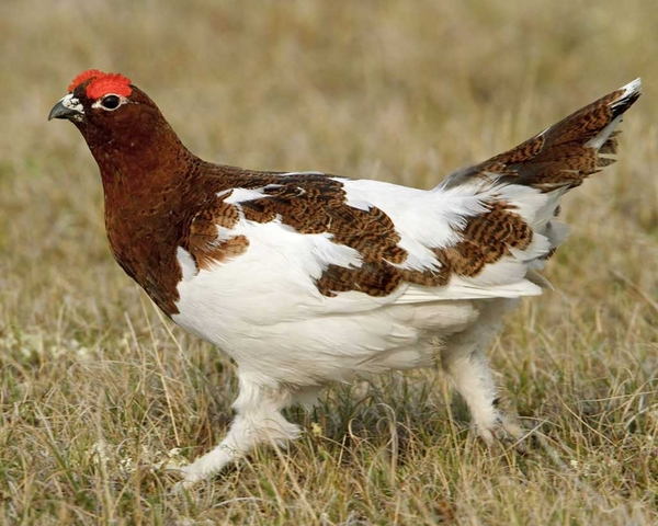 Animal Adaptations Chicken