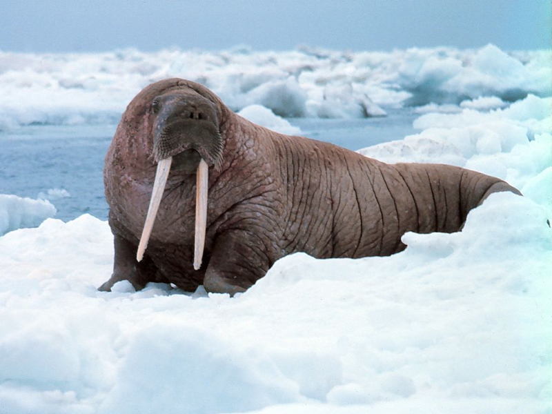 Animal Adaptations Walrus