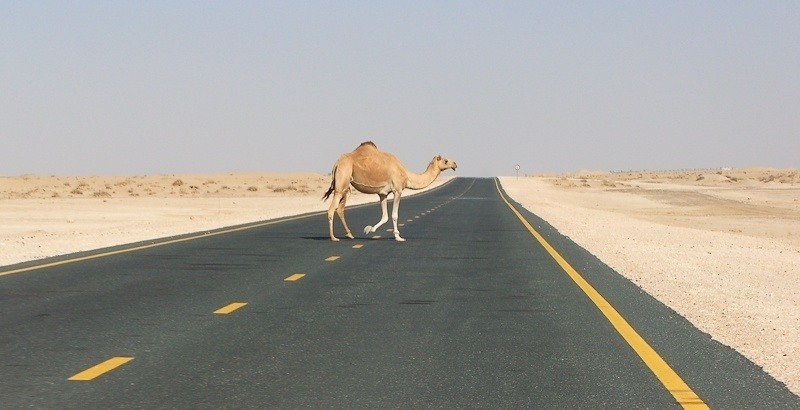 Anti-American Countries Road Camel