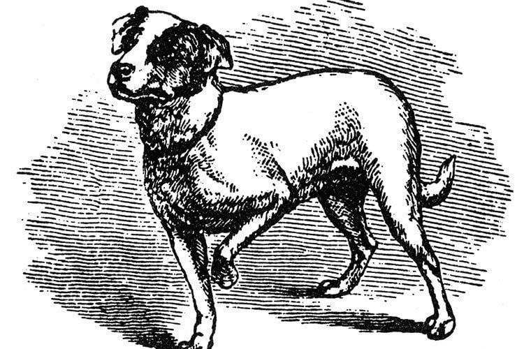 Darwin Dog