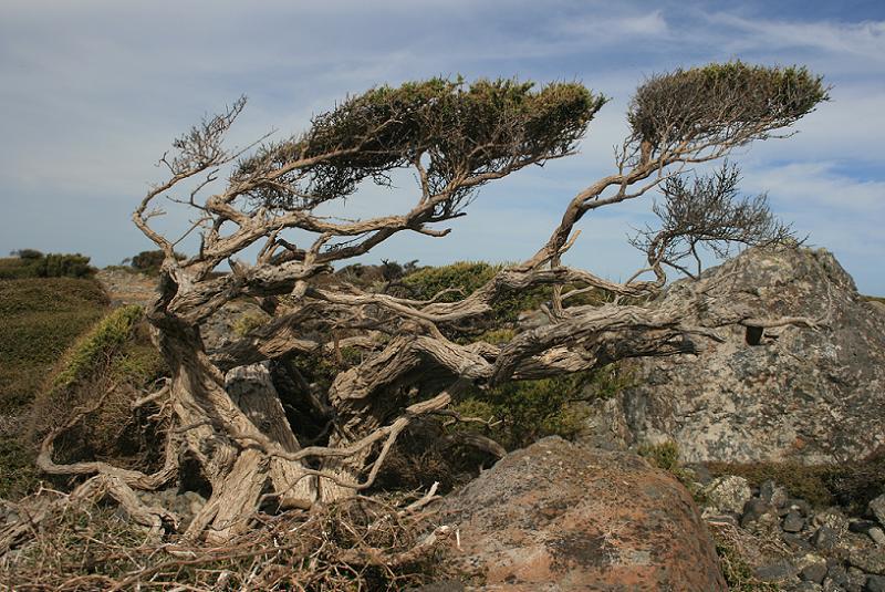 Windy Trees