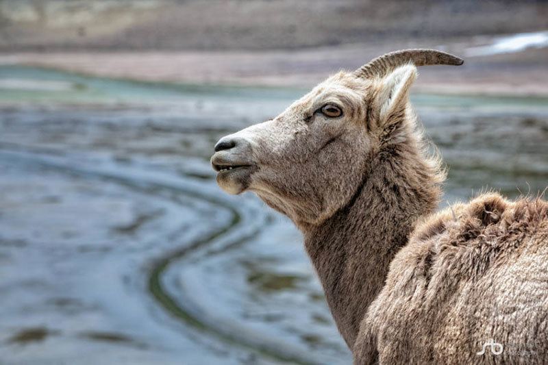 Big Horn Sheep at Jasper National Park