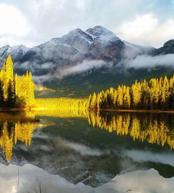 Yellow Trees in Canada