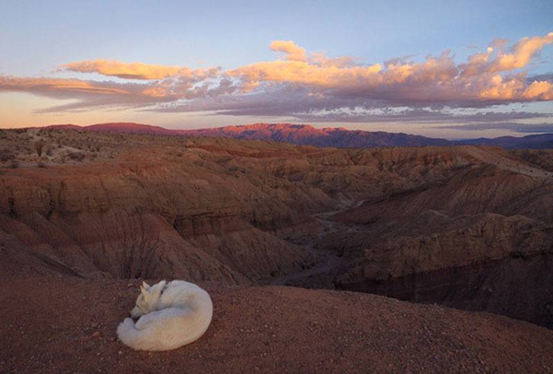 John And Wolf Desert