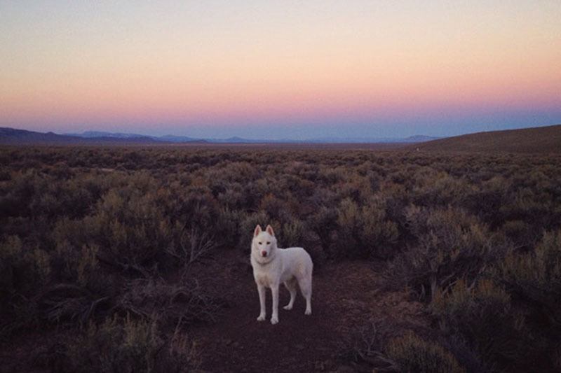 John And Wolf Sunset
