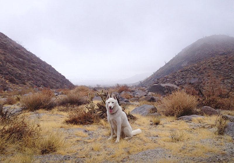John And Wolf Tundra