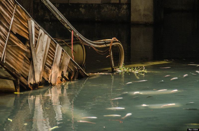 Koi Pond in Abandoned Mall