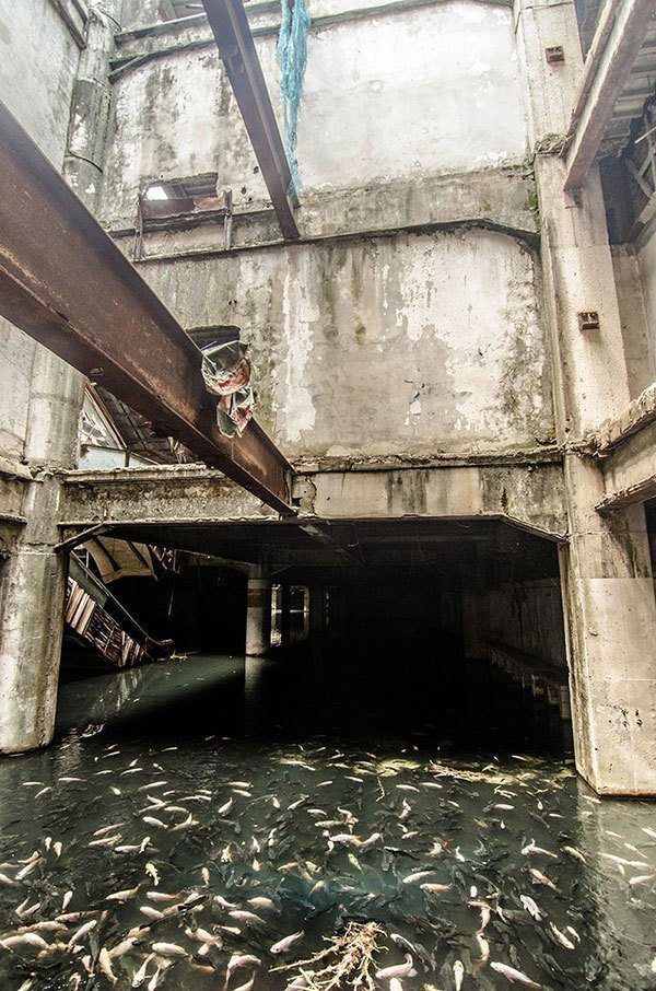 Abandoned Mall Home to Koi