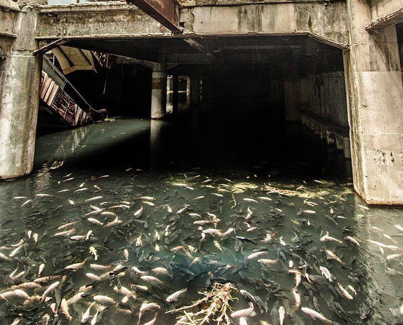 Fish in Abandoned Building