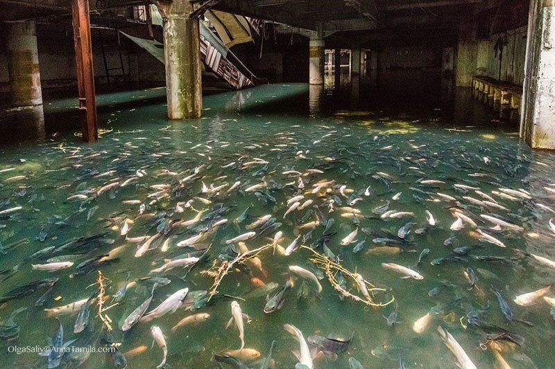 Bizarre Koi Pond