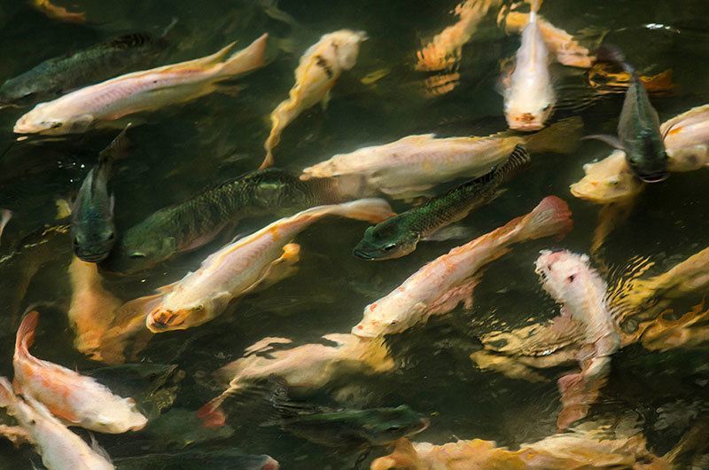 Koi Swimming in Abandoned Mall