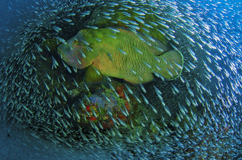 Nat Geo Photo Contest Barrier Reef