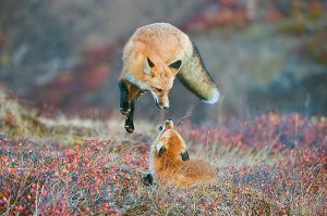 Red Fox Best Nature Photography of 2014