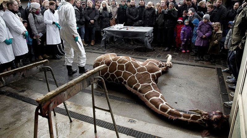 Murdered Giraffe Powerful Photos