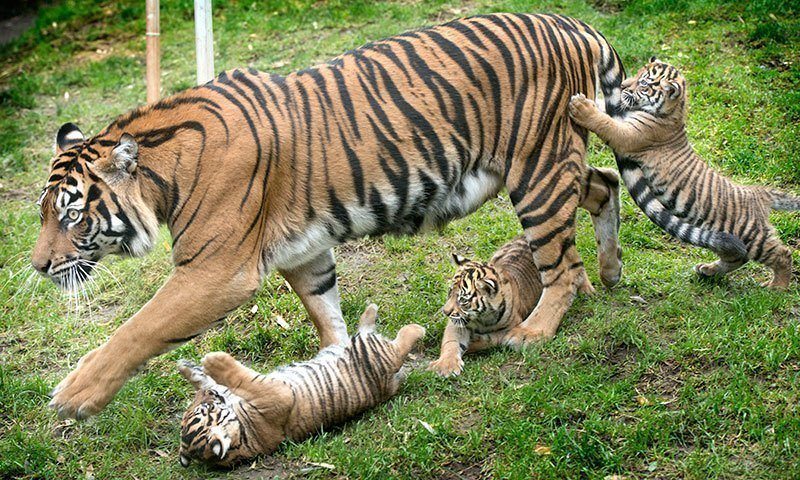 Tiger Triplets Tacoma Zoo