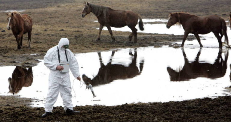 Wild Horses In Chernobyl