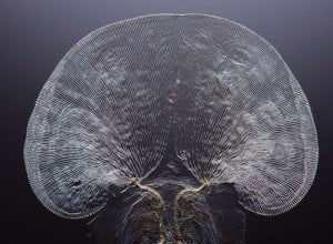 Microscopic Photography Cricket Tongue