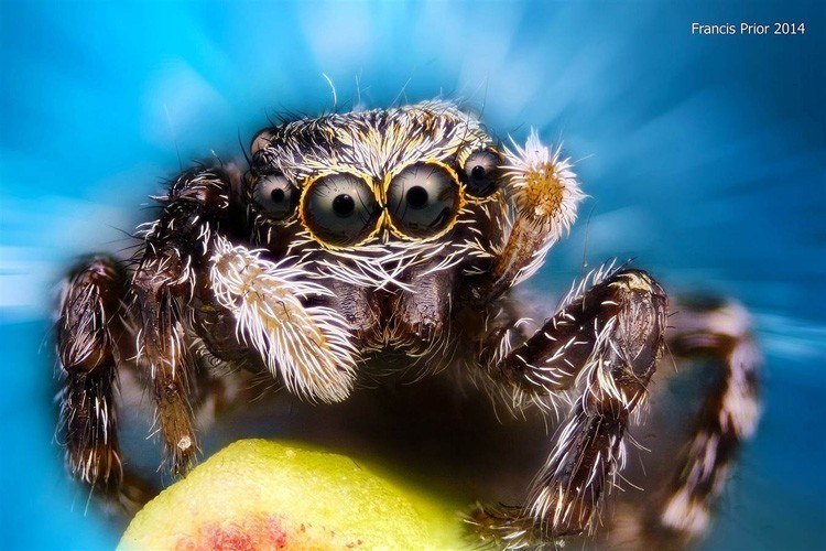 Microscopic Photography Jumping Spider