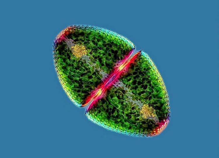 Microscopic Photography Micro Algae